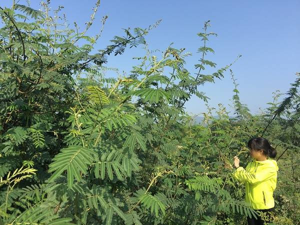 Cây trinh nữ đầm lầy được ngành chuyên môn cảnh báo là loại sinh vật ngoại lai xâm hại nguy hiểm có ở Việt Nam, rất khó phòng trừ , mối đe dọa đa dạng sinh học. Ngoài ra, còn nhiều loài ngoại lai như chuột hải ly, chồn nhung đen, cây ngũ sắc, lục bình... cũng từng làm cả cơ quan quản lý đến người dân điêu đứng vì khó tìm biện pháp ngăn chặn sự phát triển của chúng.