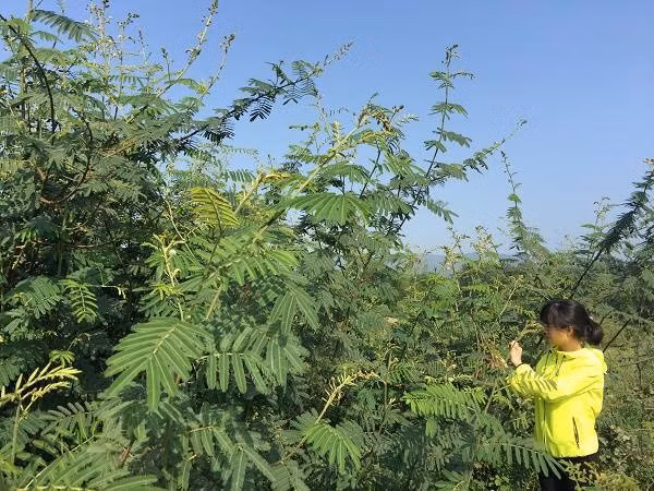 Cây trinh nữ đầm lầy được ngành chuyên môn cảnh báo là loại sinh vật ngoại lai xâm hại nguy hiểm có ở Việt Nam, rất khó phòng trừ , mối đe dọa đa dạng sinh học. Ngoài ra, còn nhiều loài ngoại lai như chuột hải ly, chồn nhung đen, cây ngũ sắc, lục bình... cũng từng làm cả cơ quan quản lý đến người dân điêu đứng vì khó tìm biện pháp ngăn chặn sự phát triển của chúng.