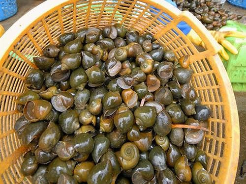 Chúng có thể đẻ trứng khắp nơi, bám vào cành cây, ngọn cỏ, thậm chí đẻ cả trên các sườn gạch, đá. Thức ăn của chúng là hầu hết các loài thực vật nên đe dọa nghiêm trọng đối với đa dạng sinh học cũng như sản xuất nông nghiệp.