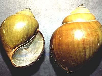 Chúng sinh trưởng chủ yếu vào vụ hè thu, đặc biệt là mùa nước nổi. Bài học về ốc bươu vàng vẫn còn "đắt giá" cho tới tận ngày nay.