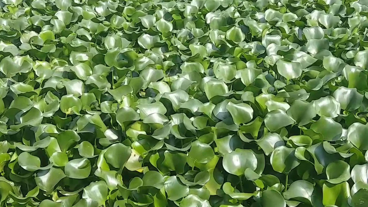 Bèo Nhật Bản (bèo Tây), được nhập về từ Nhật Bản vào năm 1902 với mục đích làm cảnh, nhưng cũng từng làm cả cơ quan quản lý đến người dân điêu đứng vì khó tìm biện pháp ngăn chặn sự phát triển của chúng.