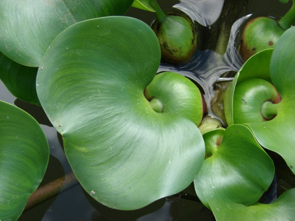 Ngoài ra, nó còn ảnh hưởng xấu đến giao thông đường thủy, hoạt động của các hồ thủy lợi, thủy điện.