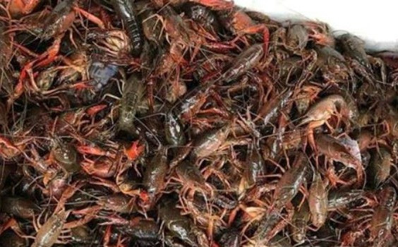 Khả năng thích nghi tốt với môi trường biến chúng trở thành những sinh vật ngoại lai có hại khi phát tán mầm dịch bệnh nấm tôm, virus gây bệnh đốm trắng cho tôm cũng như một số loài ký sinh trùng. Nguy hiểm hơn, nếu ăn sống thì con người có thể bị một loại giun nguy hiểm tấn công vào phổi, loài giun này thường sống ký sinh trong đầu tôm đất.