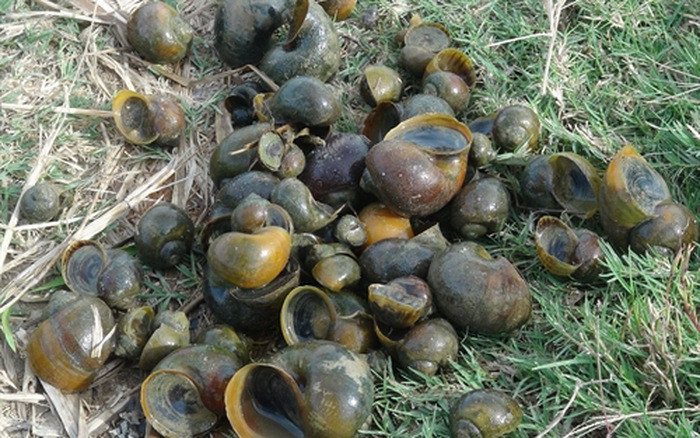 Người dân đã phải dùng các biện pháp như bắt, rải vôi bột, phun thuốc trừ sâu để hạn chế sự xâm hại của ốc bươu vàng nhưng vẫn chưa thực sự hiệu quả.