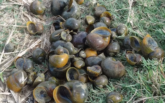 Người dân đã phải dùng các biện pháp như bắt, rải vôi bột, phun thuốc trừ sâu để hạn chế sự xâm hại của ốc bươu vàng nhưng vẫn chưa thực sự hiệu quả.