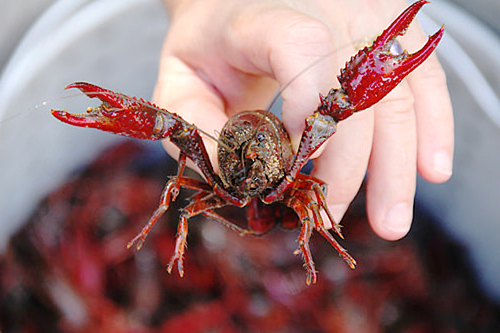 Gần đây, tôm hùm đất nhập lậu từ Trung Quốc được bán tràn lan gây xôn xao. Đây là sinh vật ngoại lai xâm hại, buộc Bộ NN&amp;PTNT phải có ý kiến đề nghị Bộ Thông tin và Truyền thông chỉ đạo xử lý, kiến nghị cả hệ thống chính trị vào cuộc, sau đó, có văn bản gửi đến các tỉnh, thành, cử đoàn giám sát xuống địa phương, nhất là những nơi giáp biên giới Trung Quốc để ngăn chặn, xử lý việc buôn bán loại sinh vật này.