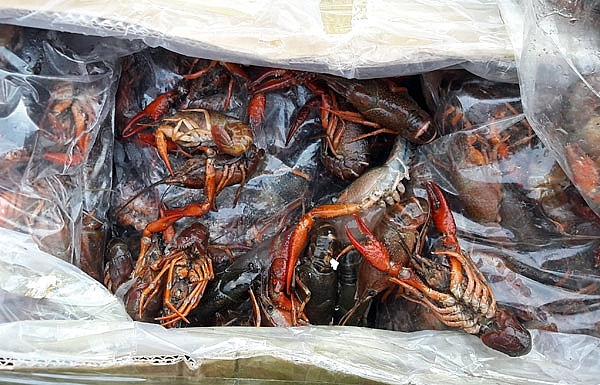 Đối mặt với vấn nạn động vật xâm lấn ngoại lai, hàng triệu người Việt đều đã nghe, đã biết, hoặc từng phải khóc ròng với nó. Trước tôm hùm đất, người dân và chính quyền từng phải đau đầu với sự xâm hại của ốc bươu vàng, trinh nữ hay cây bèo Nhật Bản.