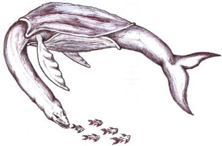 Aspidoceleon. Đây là con vật đầu rắn, lưng có mai như của rùa và đuôi cá voi. Nó được gọi với cái tên vá voi-rắn. Loài này được miêu tả là dài tới 30m. Nó ăn cá nhỏ và chỉ tấn công con người khi bị khiêu khích.