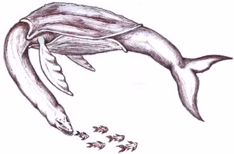 Aspidoceleon. Đây là con vật đầu rắn, lưng có mai như của rùa và đuôi cá voi. Nó được gọi với cái tên vá voi-rắn. Loài này được miêu tả là dài tới 30m. Nó ăn cá nhỏ và chỉ tấn công con người khi bị khiêu khích.