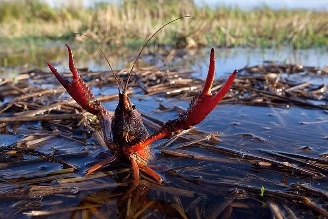Sinh vật ngoại lai xâm hại, buộc Bộ NN&amp;PTNT phải có ý kiến đề nghị Bộ Thông tin và Truyền thông chỉ đạo xử lý, kiến nghị cả hệ thống chính trị vào cuộc, sau đó, có văn bản gửi đến các tỉnh, thành, cử đoàn giám sát xuống địa phương, nhất là những nơi giáp biên giới Trung Quốc để ngăn chặn, xử lý việc buôn bán loại sinh vật này. Bỏ qua chuyện tôm hùm đất, ít ai biết rằng, Việt Nam còn một loài tôm "đặc biệt" được mệnh danh "thủy quái Việt Nam" là tôm rồng.
