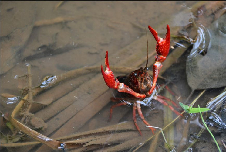 Tôm rồng hoạt động về đêm, còn ban ngày thì ẩn náu trong các khe đá.