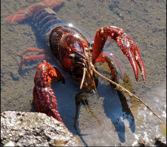  Tôm rồng còn có tên gọi khác là tôm hùm không càng, tôm hùm gai, có tên khoa học là Palinuridae, là một họ tôm ở biển gồm có hơn 60 loài trong đó có nhiều loài có giá trị kinh tế cao. Chúng có kích thước lớn với chiều dài từ 25cm - 40cm và trọng lượng khoảng 250g. Chúng có 10 chân to khỏe cùng rất nhiều gai nhọn rất dữ tợn