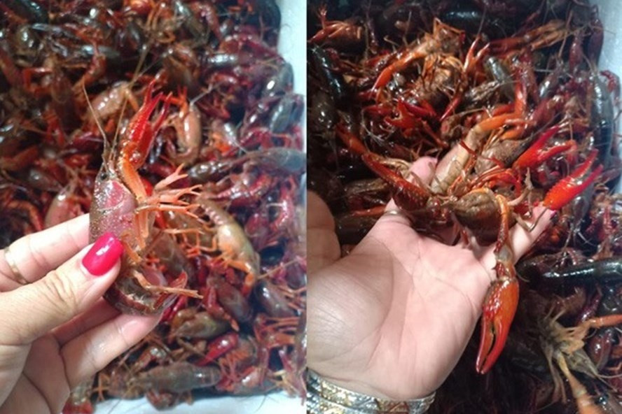 Theo các nghiên cứu khoa học, tôm hùm đất là loài có nhiều đặc điểm thú vị, gây bất ngờ. Sinh vật này là loài ăn tạp, có thể ăn cả động vật sống, động vật chết lẫn thực vật nên là loài động vật xâm lấn gây phá hoại mùa màng hay phá hủy chuỗi thức ăn, chúng còn đào hang sâu để trú ẩn để lẩn trốn kẻ thù nên có thể làm hỏng nền đất hay gây sói mòn sông, suối.