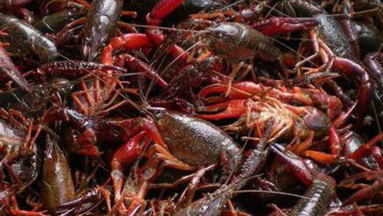  Tôm hùm đất, còn gọi là tôm càng đỏ, tôm hùm đỏ (tên khoa học Cherax quadricarinatus) bị liệt vào danh mục sinh vật ngoại lai cấm nhập khẩu. Gần đây, loài tôm hùm này được nhập lậu ồ ạt vào Việt Nam từ Trung Quốc, Bộ Nông nghiệp và Phát triển nông thôn Việt Nam phải gửi công văn hỏa tốc đề nghị tăng cường công tác kiểm tra kiểm soát thị trường với sinh vật này. 