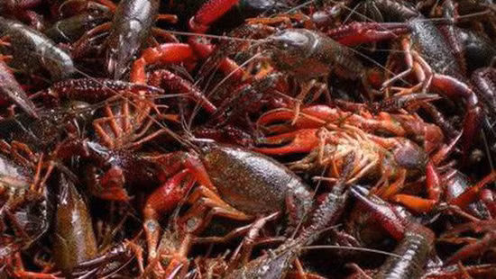  Tôm hùm đất, còn gọi là tôm càng đỏ, tôm hùm đỏ (tên khoa học Cherax quadricarinatus) bị liệt vào danh mục sinh vật ngoại lai cấm nhập khẩu. Gần đây, loài tôm hùm này được nhập lậu ồ ạt vào Việt Nam từ Trung Quốc, Bộ Nông nghiệp và Phát triển nông thôn Việt Nam phải gửi công văn hỏa tốc đề nghị tăng cường công tác kiểm tra kiểm soát thị trường với sinh vật này. 