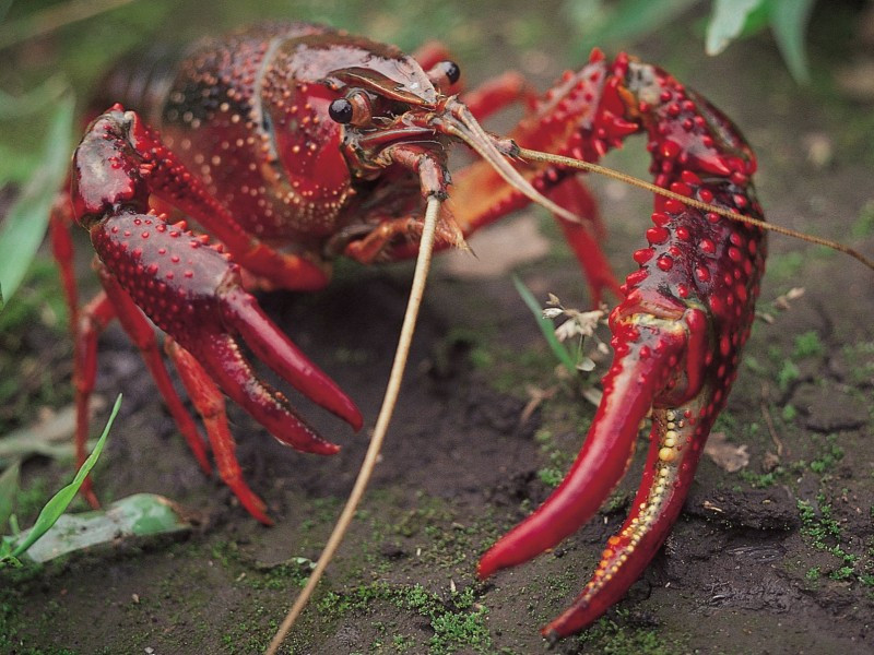 Khả năng "siêu dị" hơn của loài này nằm ở sức sống mãnh liệt của nó, là khả năng tái sinh lại chân hay càng nếu chúng bị đứt trong các cuộc chiến.