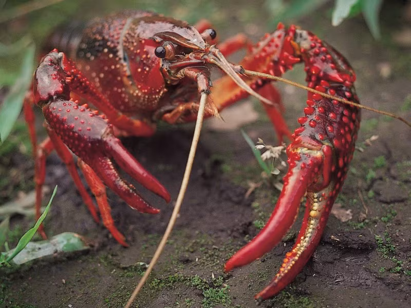 Khả năng "siêu dị" hơn của loài này nằm ở sức sống mãnh liệt của nó, là khả năng tái sinh lại chân hay càng nếu chúng bị đứt trong các cuộc chiến.