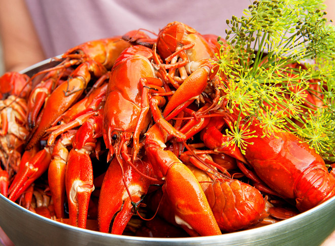 Tôm hùm đất có đặc tính sống bò đáy, thích đào hang, ưa tối, chuyên hoạt động về đêm. Chúng có thể đào hang trú ẩn sâu 100-200cm, có thể sống được cả ở dưới nước lẫn trên cạn và chịu được nhiệt độ 0-37 độ C.