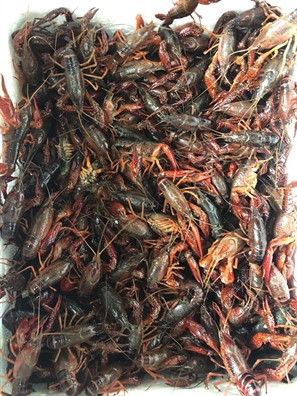 Nguy hiểm hơn, nếu ăn sống thì con người có thể bị một loại giun nguy hiểm tấn công vào phổi, loài giun này thường sống ký sinh trong đầu tôm đất.