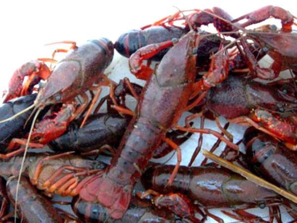 Chỉ trong vòng một tuần mới đây, lực lượng hải quan và biên phòng tỉnh Lào Cai đã bắt giữ 7 vụ, thu gần 1 tấn tôm hùm đất nhập lậu vào Việt Nam, dấy lên những lo ngại về việc phát tán loài sinh vật ngoại lai nguy hiểm này ra môi trường.