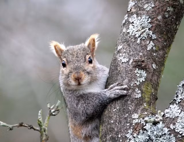 Sóc là một trong những loài thú quen thuộc và quý giá trong tự nhiên. Tuy nhiên, những con sóc xám miền Đông, có nguồn gốc ở phía đông của Bắc Mỹ, trở thành “thảm họa” khi chuyên đi phá hủy tổ chim, hủy hoại thảm thực vật và gây ra một loạt các vấn đề môi trường.
