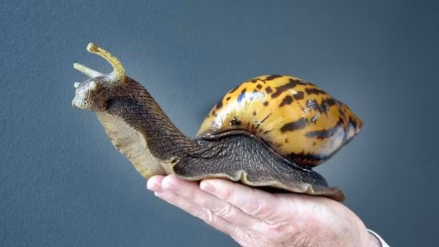 Ốc sên đất châu Phi cũng được xếp vào danh sách những loài xâm lấn đe dọa môi trường nghiêm trọng. Chúng có khả năng ăn hơn 500 loài thực vật, xâm nhập các bãi, công viên, thậm chí ăn qua vách thạch cao.