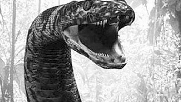 Rắn hổ mây hoàn toàn có thật. Theo tên gọi miền Bắc và miền Trung, rắn hổ mây chính là rắn hổ chúa. Chỉ có điều, hổ chúa trên đảo Phú Quốc có màu hơi vàng và có thân hình lớn hơn. Rất nhiều thợ săn rắn lành nghề khẳng định, con rắn hổ mây lớn nhất mà họ nhìn thấy dài khoảng 5m, nặng 20kg. Còn những con rắn mà các cụ kể cho con cháu to bằng khạp da bò, thân cây cổ thụ, nặng vài trăm ký, thậm chí vươn đầu qua tán cây cao, có lẽ là cách ly kỳ hóa, để những tên lâm tặc không dám vào rừng để chặt trộm gỗ hoặc săn bắn động vật quý hiếm.