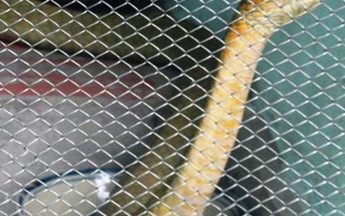 Ngày nay thì đã không còn người dân nào trên đảo Phú Quốc bắt gặp một con rắn khổng lồ dài hàng chục mét, nặng hàng trăm kí như trong truyền thuyết. Tuy nhiên, những câu chuyện huyền bí về loài rắn này vẫn tiếp tục lưu truyền qua nhiều thế hệ.