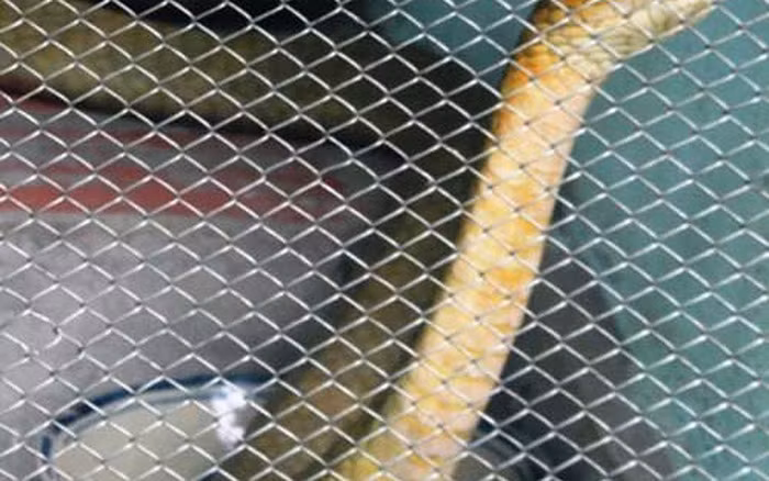 Ngày nay thì đã không còn người dân nào trên đảo Phú Quốc bắt gặp một con rắn khổng lồ dài hàng chục mét, nặng hàng trăm kí như trong truyền thuyết. Tuy nhiên, những câu chuyện huyền bí về loài rắn này vẫn tiếp tục lưu truyền qua nhiều thế hệ.