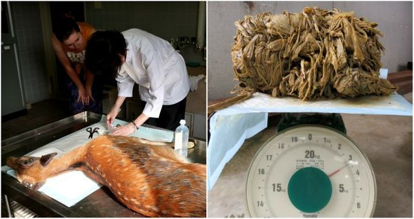 Mo bung con nai nang 30 kg, phat hien dieu am anh