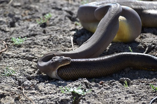 Từ từ, con rắn thứ hai tuột dần ra khỏi bao tử của kẻ săn mồi.