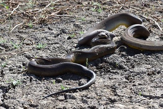 Con rắn vừa thoát khỏi miệng con trăn trông giống con rắn nước hoặc con rắn lải, có kích cỡ cũng ngang ngửa với kẻ vừa ăn thịt nó. Điều bất ngờ, là con rắn còn sống nguyên, không hề hấn gì và lập tức bò đi rất nhanh.