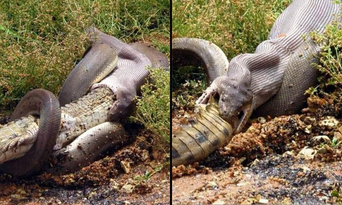 Răng trăn cong vào trong nhưng nhờ cấu tạo của xương hàm mở rộng nên có thể nuốt được những con mồi lớn.