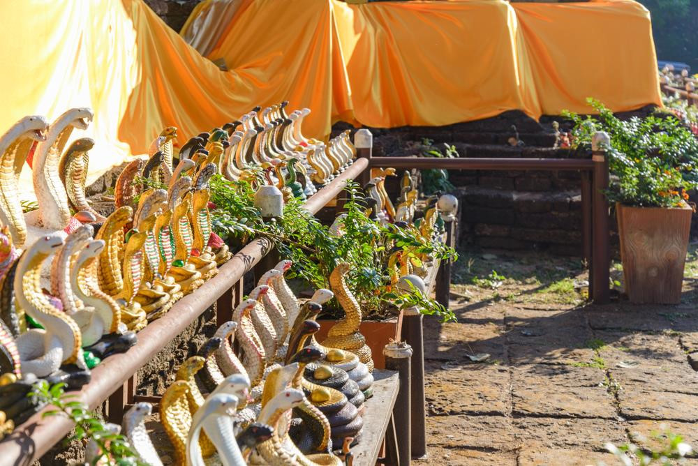 Nằm phía đông bắc Thái Lan, thuộc tỉnh Khon Kaen, Ban Kok Sa-nga là ngôi làng nhỏ nhắn, yên tĩnh nhưng không ai dám tự do, thoải mái đi lại quanh địa điểm du lịch này một mình. "Cơn ác mộng" ở ngôi làng này đến từ loài rắn hổ mang, được xem là vật nuôi trong nhà của người dân nơi đây. Ảnh: Shutterstock