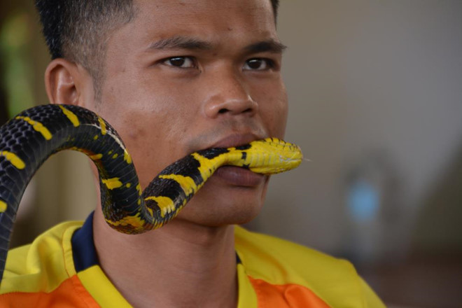 "Thế nhưng, nếu một trong những con rắn chết, tôi chắc chắn sẽ rất buồn. Chúng đã ở bên tôi nhiều năm. Khi rắn chết, chúng tôi cúng dường cho chúng tại đền thờ", Bualee nói thêm. Nguồn thu chính của cư dân trong ngôi làng chủ yếu từ việc buôn bán thảo mộc, nổi tiếng nhất là "wan paya ngoo". Một báo cáo trên trang Thư viện Y khoa quốc gia Mỹ xác nhận thảo mộc này thực sự có hiệu quả chống nọc độc của rắn hổ mang. Ảnh: Shutterstock, PublicInsta.