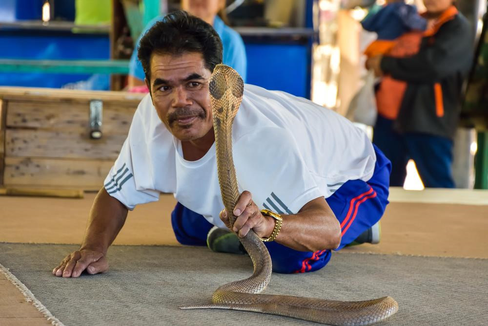Khoảng gần 70 năm trước, một bác sĩ địa phương đã thuyết phục dân làng mua rắn và đưa chúng vào các buổi trình diễn để thu hút khách du lịch. Tuy nhiên, qua nhiều năm, sức hút từ những con rắn độc dần giảm đi trong mắt du khách. Các buổi biểu diễn cùng rắn không còn là điều hấp dẫn mọi người ghé thăm ngôi làng. Ảnh: Shutterstock.