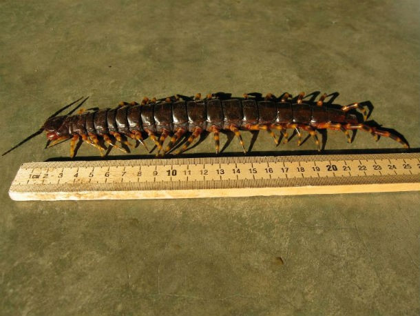 Những con rết ăn thịt Amazon Giant Centipede có thể giết chết những con mồi lớn như chuột và dơi chỉ bằng một vết cắn mạnh. Người ta ước tính rằng các cơn đau liên quan với vết cắn của những con rết này luôn ở mức độ cao của nấc thang đo chỉ số đau Schmidt. Những cơn đau do độc rết sẽ kéo dài, ít nhất là 12 tiếng sau đó.