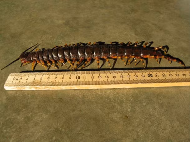 Những con rết ăn thịt Amazon Giant Centipede có thể giết chết những con mồi lớn như chuột và dơi chỉ bằng một vết cắn mạnh. Người ta ước tính rằng các cơn đau liên quan với vết cắn của những con rết này luôn ở mức độ cao của nấc thang đo chỉ số đau Schmidt. Những cơn đau do độc rết sẽ kéo dài, ít nhất là 12 tiếng sau đó.