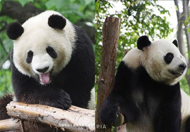 Gau truc dung chieu tro mang thai gia de 