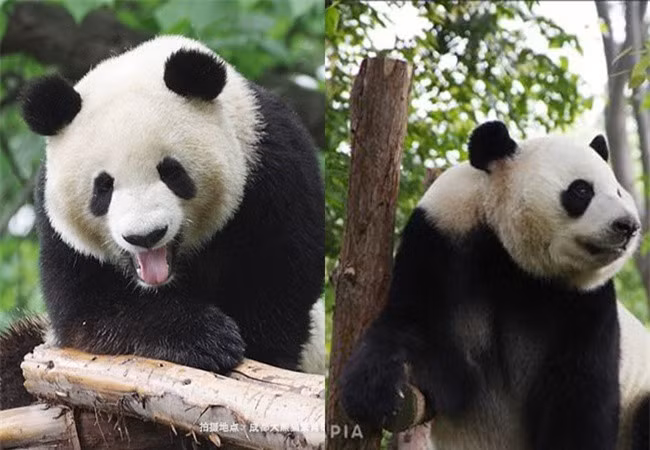 Gau truc dung chieu tro mang thai gia de 