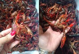 Không chỉ ở Việt Nam, Mỹ, Tây Ban Nha và nhiều nước châu Phi đã thấm thía các tác hại mà tôm hùm đất gây cho cho hệ sinh thái. Những năm 1960, Tây Ban Nha từng thử nhân giống tôm hùm đất có xuất xứ từ Louisiana, Mỹ. Tuy nhiên, chỉ một thời gian ngắn, tôm hùm đất này phát triển nhanh trong môi trường tự nhiên, phá hủy những cánh đồng lúa ở Tây Ban Nha.