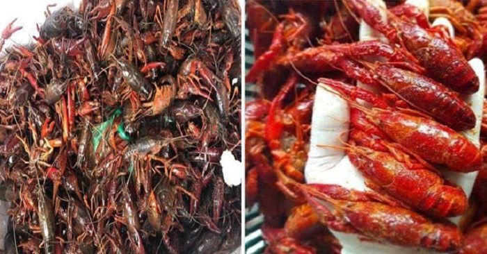 Trong một khu vực rộng 4.000m2, chính quyền bang Michigan tìm thấy tới 2.600 con tôm hùm đất. Loài sinh vật ngoại lai này sinh sôi mạnh mẽ, đe dọa lan rộng đến khắp khu vực bang.