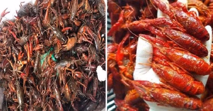 Trong một khu vực rộng 4.000m2, chính quyền bang Michigan tìm thấy tới 2.600 con tôm hùm đất. Loài sinh vật ngoại lai này sinh sôi mạnh mẽ, đe dọa lan rộng đến khắp khu vực bang.