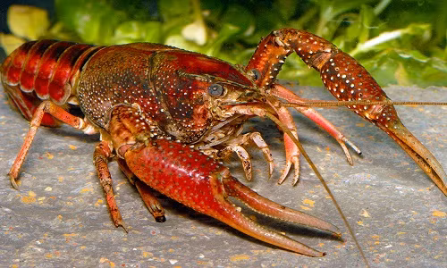 Loài xâm lấn đáng sợ này còn "xâm lược" châu Phi từ những năm 1970, khiến nhiều thực vật thủy sinh ở châu Phi biến mất.