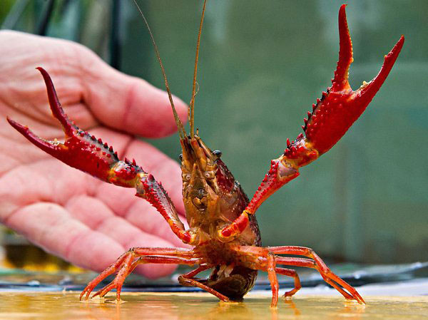 Trung Quốc cũng "đau đầu" với vấn nạn tôm hùm đất, loài này đã làm ảnh hưởng nghiêm trọng hệ sinh thái tại khu vực sông Trường Giang.