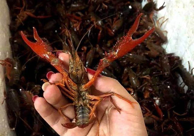 Gần đây, tôm hùm đất nhập từ Trung Quốc được bán nhiều tại Việt Nam, giá bán lẻ 250.000-400.000 đồng một kg, tùy kích cỡ. Sau đó được xác định đây là loài ngoại lai nguy hại, Bộ NN-PTNT đã có công văn hỏa tốc đề nghị UBND các tỉnh, thành phố trực thuộc Trung ương và các ban ngành có liên quan tổ chức kiểm tra, xử lí nghiêm các trường hợp vi phạm liên quan đến tôm hùm đất (tôm hùm càng đỏ).