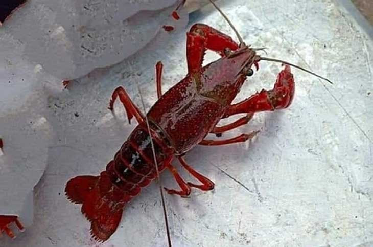 Tôm hùm đất đã được đưa vào danh mục sinh vật ngoại lai cấm nhập khẩu, phát triển từ năm 2013. Hoạt động kinh doanh, nuôi, phát tán loài tôm này vi phạm Luật đa dạng sinh học 2018. Theo điều 246, Bộ luật Hình sự 2015, người nào nhập khẩu, phát tán các loài ngoại lai xâm hại sẽ bị phạt tiền từ 100 triệu đến một tỷ đồng; phạt cải tạo không giam giữ đến 3 năm hoặc phạt tù 1-5 năm.