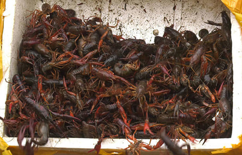 Nhiều nước coi chúng là những loài ngoại lai có nguy cơ gây hại do có khả năng thích nghi tốt với môi trường mới, sinh sản nhanh, ăn tạp. Chúng có thể phá hại mùa màng, cạnh tranh thức ăn với các loài bản địa hay dùng loài bản địa làm thức ăn, đào hang giỏi gây ảnh hưởng đến mương máng, đê điều. Ngoài ra chúng còn mang các mầm bệnh ký sinh nguy hiểm cho các loài thủy, hải sản khác.