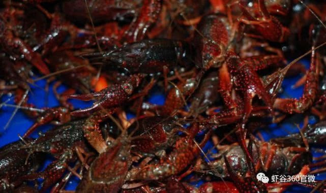 Trong tiếng Việt, tên gọi tôm hùm đất chủ yếu dùng để chỉ về loài tôm hùm nước ngọt (Procambarus clarkii) một loài được du nhập vào Việt Nam từ Mỹ thông qua thương lái Trung Quốc.