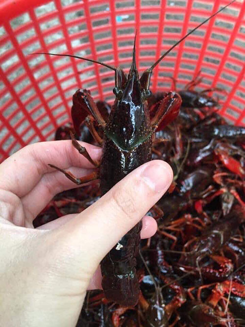 Hiện Trung Quốc vất vả đối phó với nạn tôm hùm đất phát triển dọc sông Trường Giang. Nếu loài phát tán ra đồng ruộng Việt Nam sẽ nguy hại hơn ốc bươu vàng, làm lây lan mầm bệnh nấm tôm, virus gây bệnh đốm trắng gây thiệt hại nặng nề cho các đầm nuôi tôm. Nếu không ngăn chặn kịp thời, tôm hùm đất sẽ trở thành "đại họa" cho nền nông nghiệp và hệ sinh thái.